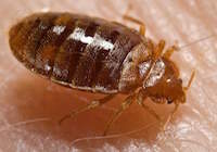 California bedbug case leads to million dollar verdict
