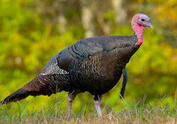 turkey salmonella outbreak strikes before thanksgiving